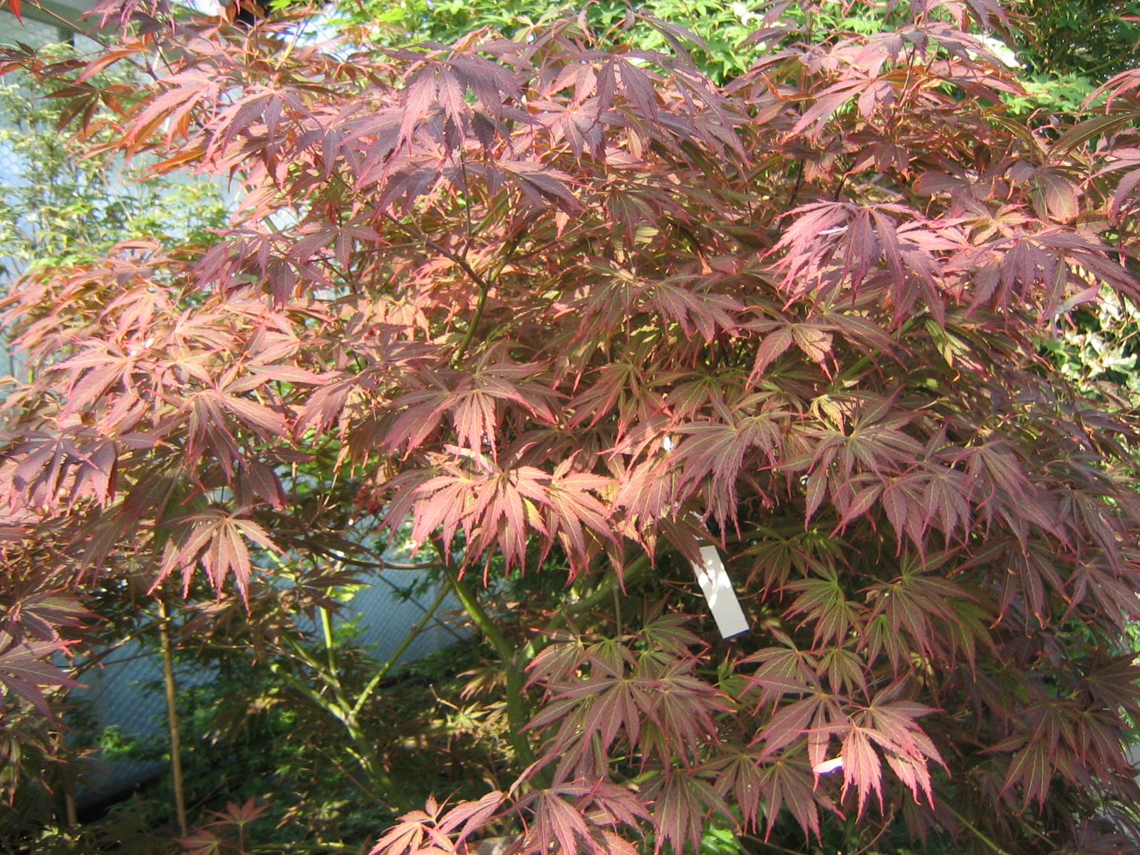 acer red pygmy